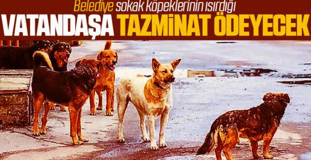 Belediye sokak köpeklerinin ısırdığı vatandaşa  tazminat ödeyecek