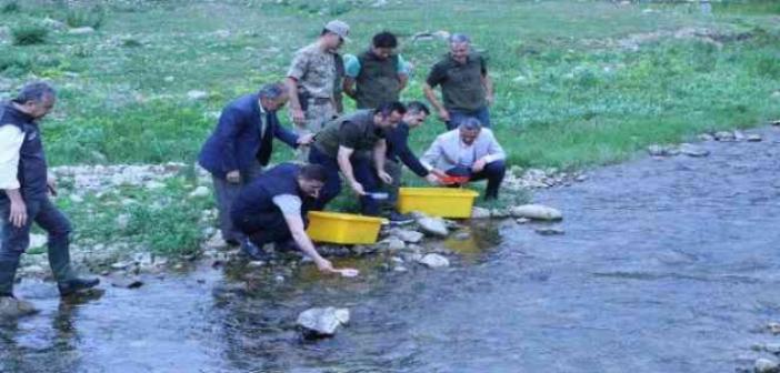 Ordu’nun derelerine 50 bin adet alabalık bırakıldı