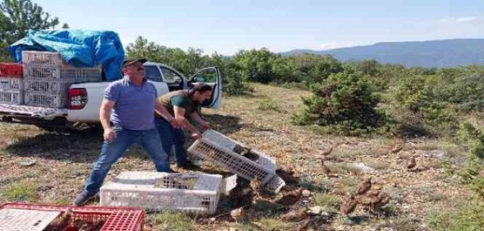 Kene düşmanı olan sülünler Karabük’te doğaya salındı