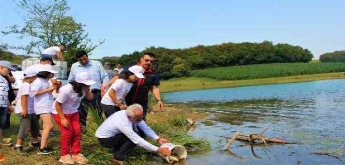 Bolu’da yetiştirilen sazanlar Sakarya’da suyla buluşturuldu