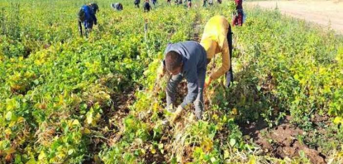 Fasulye hasadı çiftçilerin yüzünü güldürdü