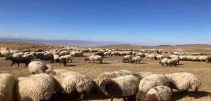 Güroymak’ta hayvan aşılama çalışması