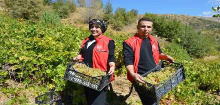 Gönüllü gençler yaşlı ve kimsesiz adamın bahçesindeki üzümleri topladı