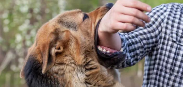 Rüyada köpek beni kovaladı ne anlama gelir?