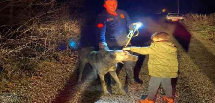 Tasmasını ağaca kaptıran köpek dere kenarında mahsur kaldı