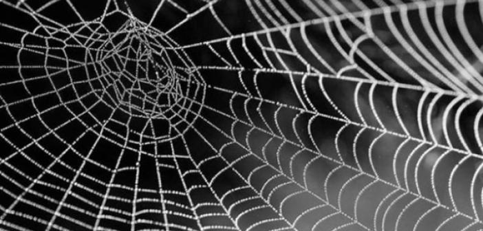 Rüyada Örümcek Ağı Görmek ne anlama gelir? Rüyada Örümcek Ağı Görmek ne
