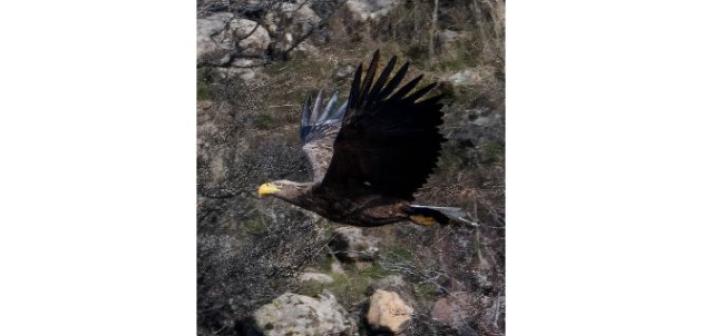 Nesli tükenmekte olan kartal Bolu’da fotoğraflandı