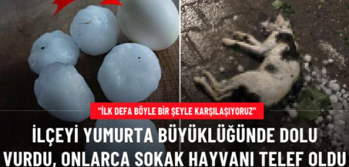 Yumurta büyüklüğünde dolu yağdı! Ev ve araçlar hasar aldı, onlarca sokak hayvanı telef oldu