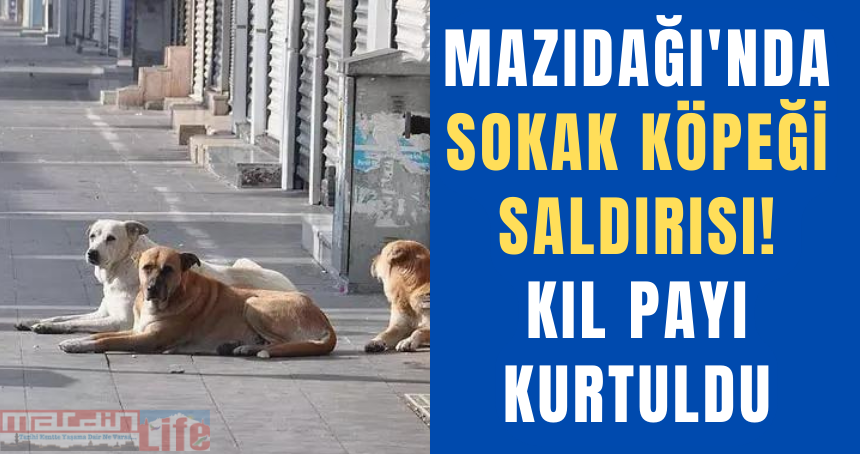 Mazıdağı'nda sokak köpeği saldırısı! Kıl payı kurtuldu