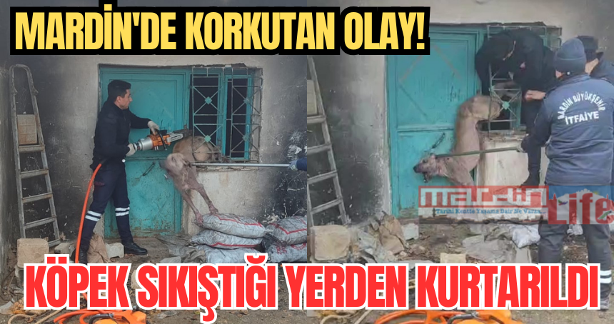 Mardin'de korkutan olay! Köpek sıkıştığı yerden kurtarıldı