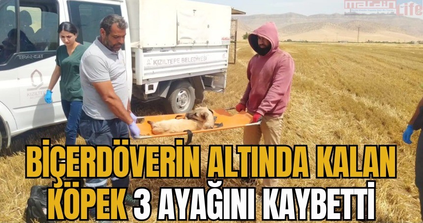 Biçerdöverin altında kalan köpek 3 ayağını kaybetti