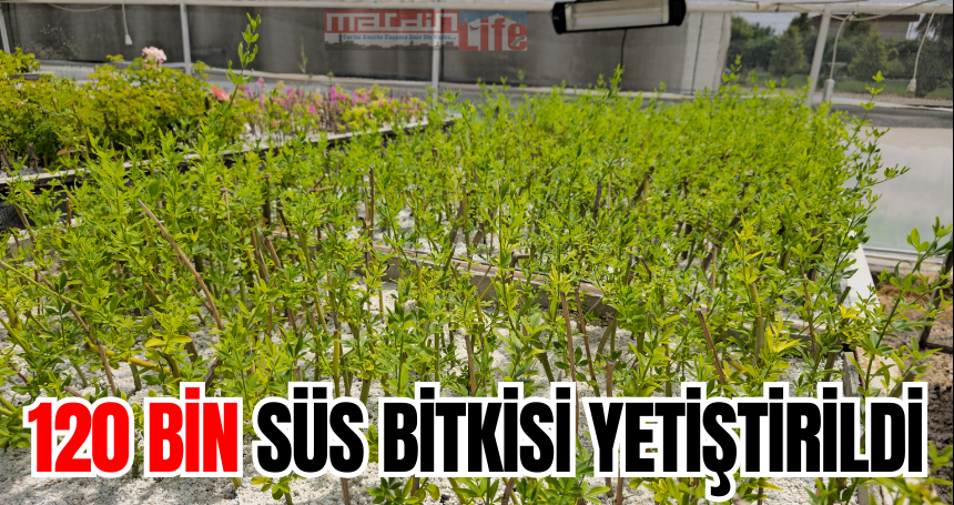 120 bin süs bitkisi yetiştirildi