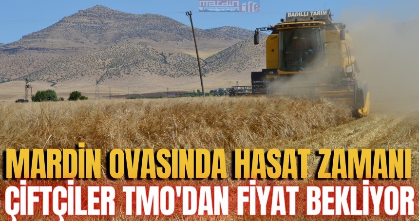 Mardin Ovası'nda hasat zamanı