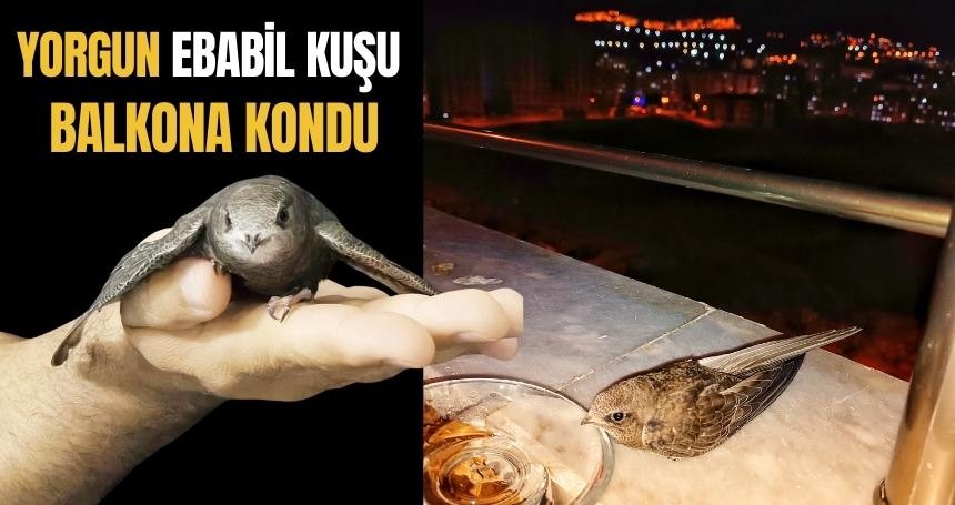 Balkondaki Nadir Misafir: Ebabil Kuşu