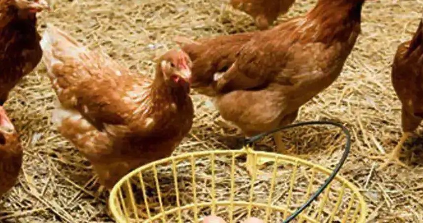 Tavuk eti ve yumurta tüketimi kuş gribine neden olabilir mi?