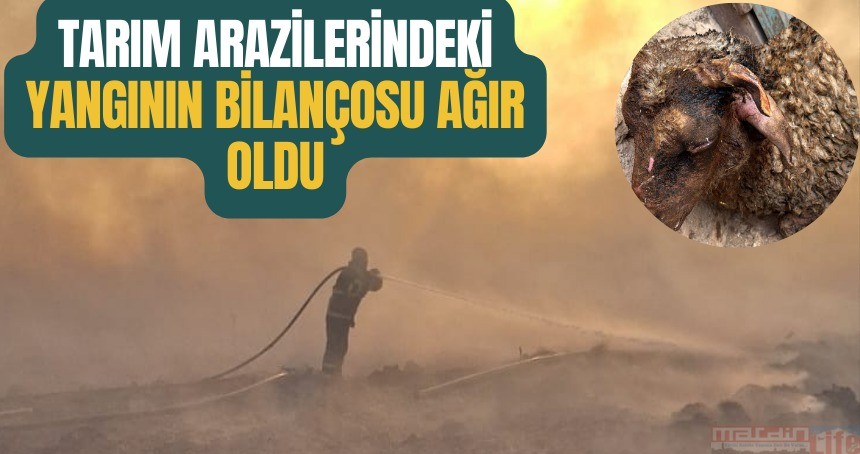 Tarım arazilerindeki yangının bilançosu ağır oldu