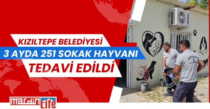 3 ayda 251 sokak hayvanı tedavi edildi