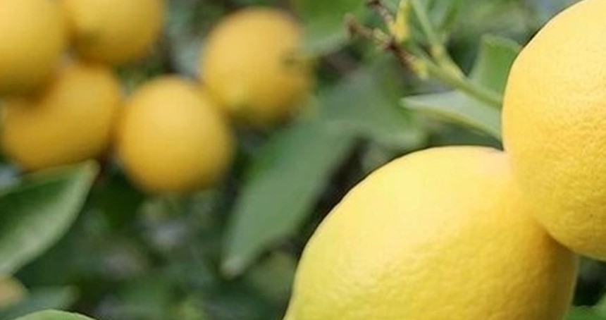 380 ton limon kayıt dışı olarak depoda beklettiler