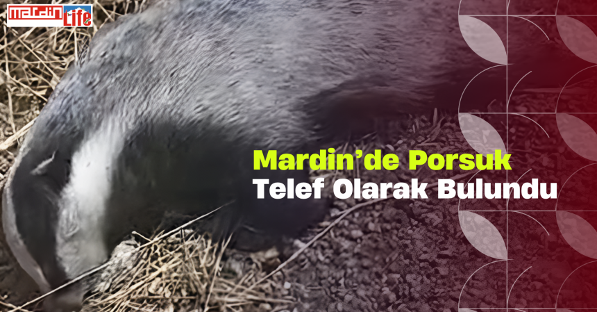 Mardin’de Porsuk  Telef Olarak Bulundu