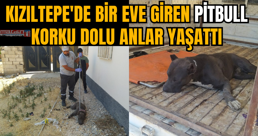 Kızıltepe'de bir eve giren Pitbull korku dolu anlar yaşattı