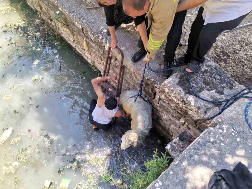 Mardin'de havuza düşen koyun itfaiye tarafından kurtarıldı