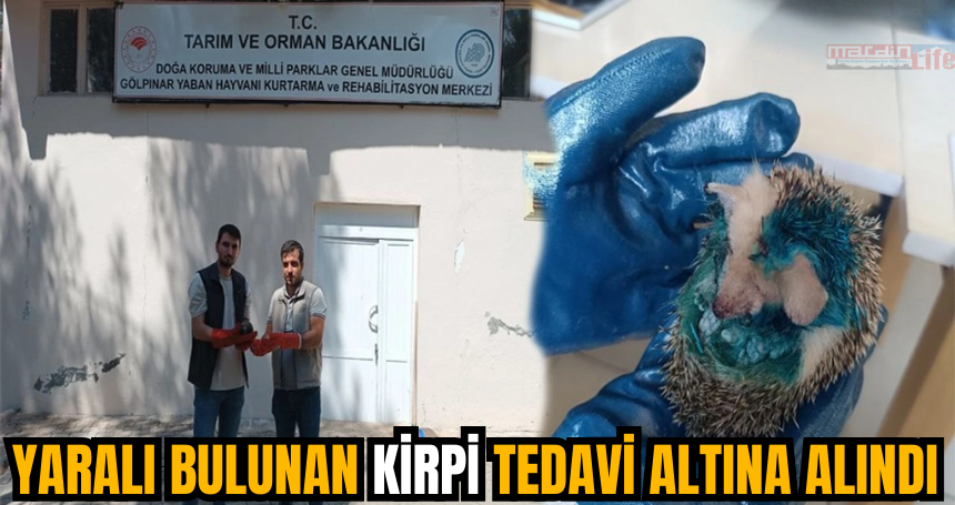 Mardin'de yaralı bulunan kirpi tedavi altına alındı