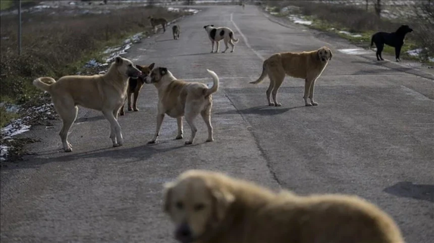 Sokak köpekleriyle ilgili teklif kabul edildi! İşte ayrıntılar