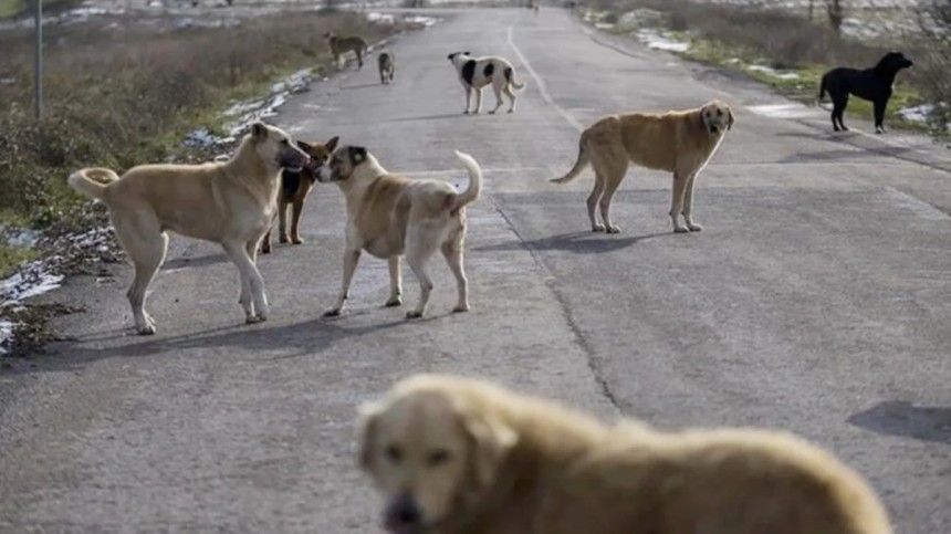 Başıboş sokak köpekleri düzenlemesi Meclis'ten geçerek yasalaştı