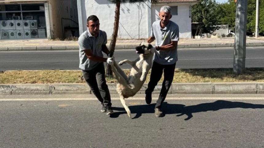 Sokak köpekleri toplanmaya başlandı! İşte köpekleri ilk toplayan Belediye