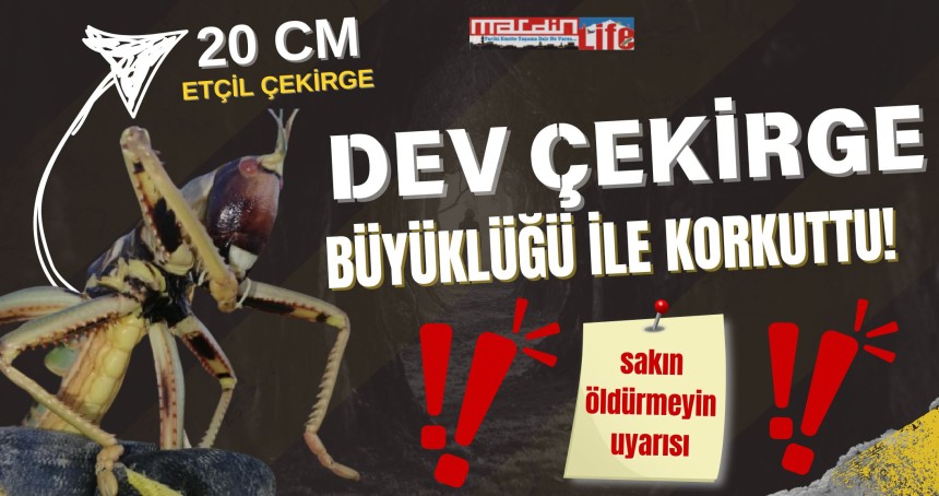 Dev çekirge büyüklüğü ile korkuttu!  Sakın öldürmeyin uyarısı!