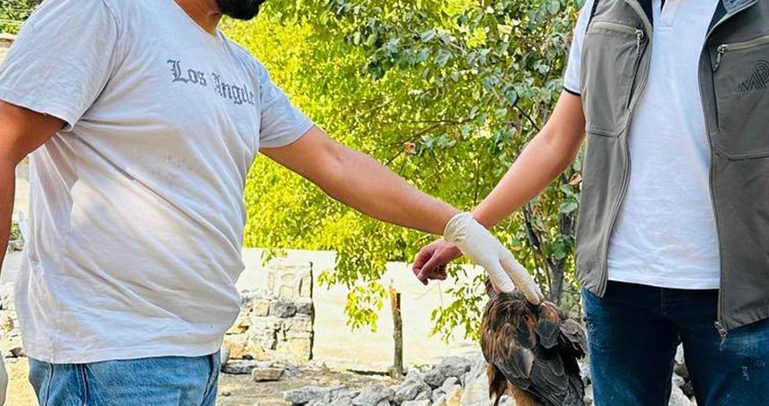 Uludere’de yaralı bulunan kaya kartalı tedavi altına alınarak doğaya bırakılacak