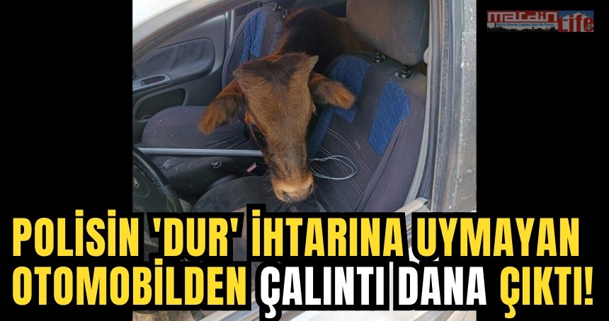 Polisten kaçan otomobilden çalıntı dana çıktı!