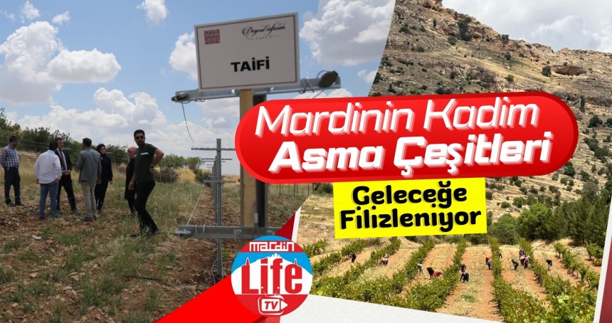 Mardin’in  Kadim Asma Çeşitleri Geleceğe Filizleniyor