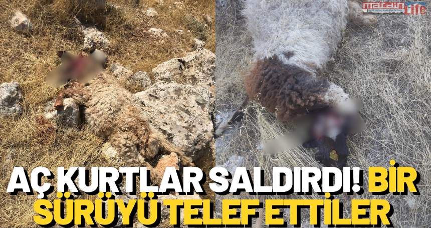 Aç Kurtlar Saldırdı! Bir sürüyü telef ettiler