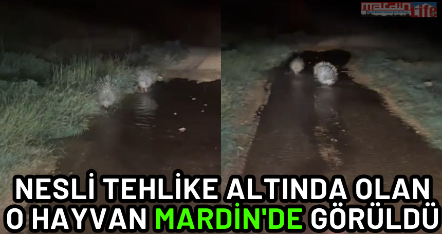 Nesli tehlike altında olan o hayvan Mardin'de görüldü