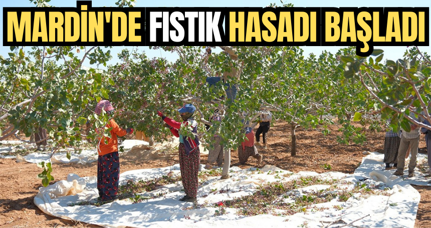 Mardin'de fıstık hasadı başladı