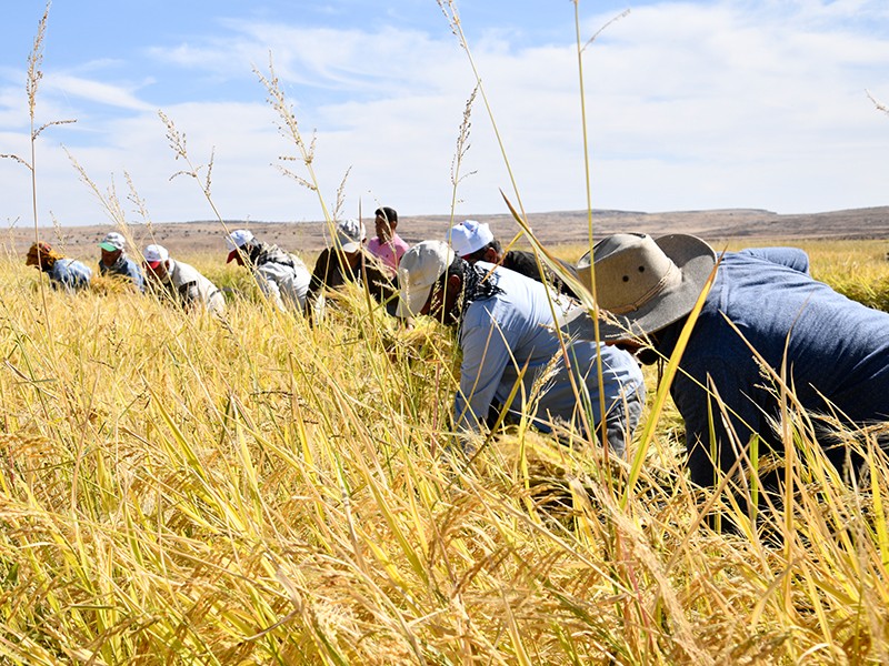 Mardin'de Karacadağ pirinci hasadı başladı. Avrupa ülkelerinden de talep var