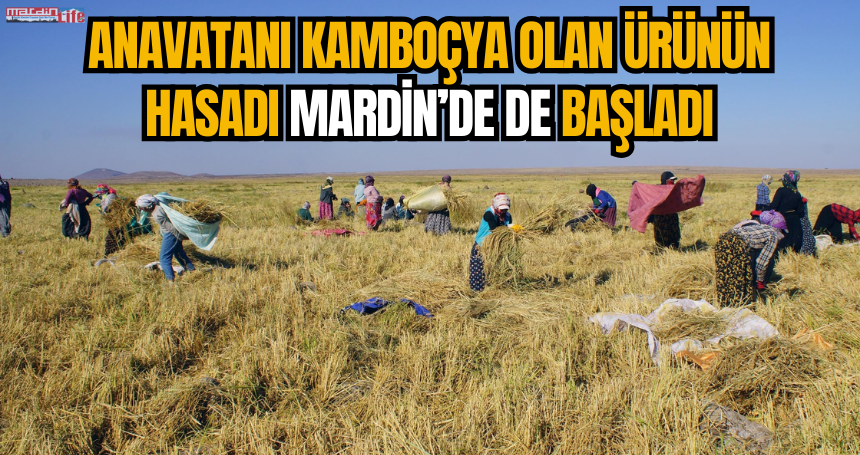 Anavatanı Kamboçya olan ürünün hasadı Mardin’de de başladı