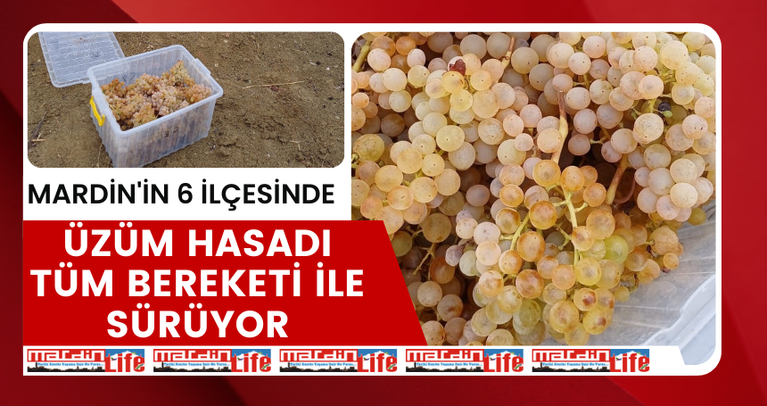 Mardin'in 6 İlçesi’nde (şire) üzüm hasadı tüm bereketi ile sürüyor