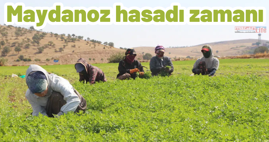 Mardin’de maydanoz hasadı zamanı