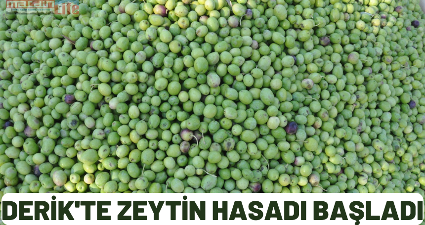 Derik'te zeytin hasadı başladı