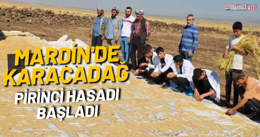 Mardin'de Karacadağ pirinci hasadı başladı