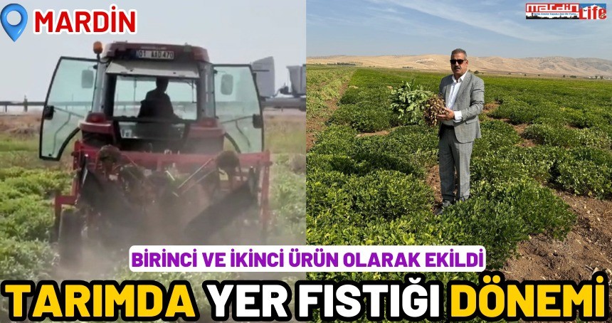 Mardin tarımında yer fıstığı dönemi