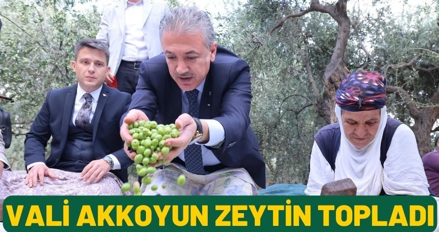 Vali Akkoyun zeytin topladı