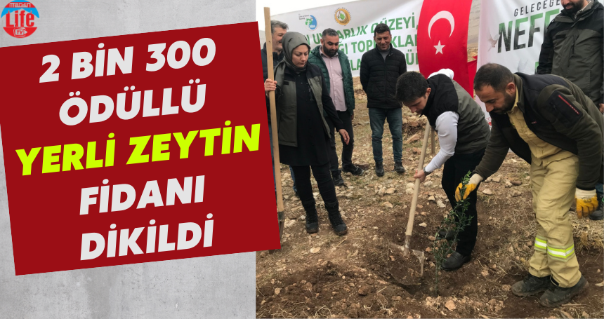 Mardin'de 2 bin 300 ödüllü yerli zeytin fidanı dikildi