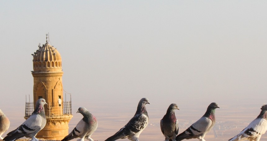 Mardin'in taklacı güvercinleri ve özellikleri