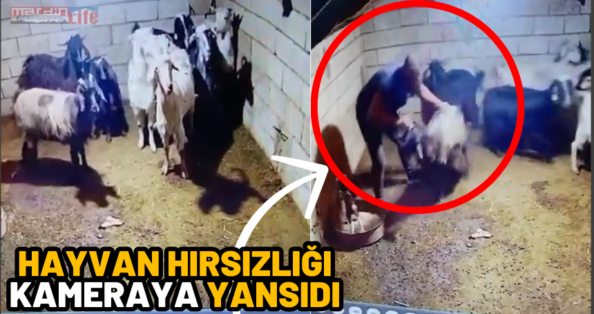 Hayvan hırsızlığı kameraya yansıdı