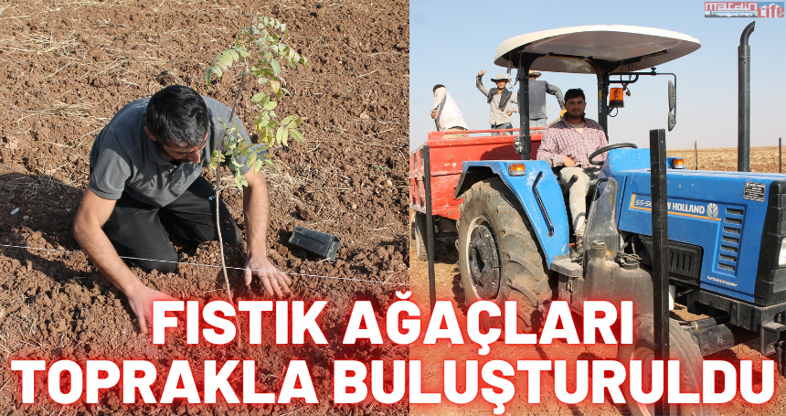 Mardin'de fıstık ağaçları toprakla buluşturuldu