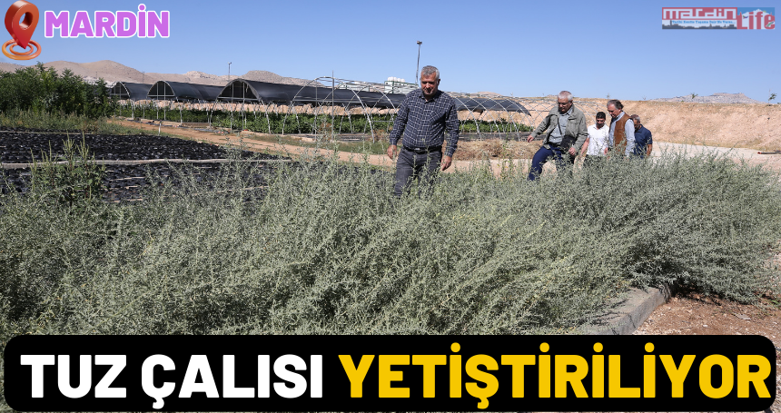 Mardin'de tuz çalısı yetiştiriliyor