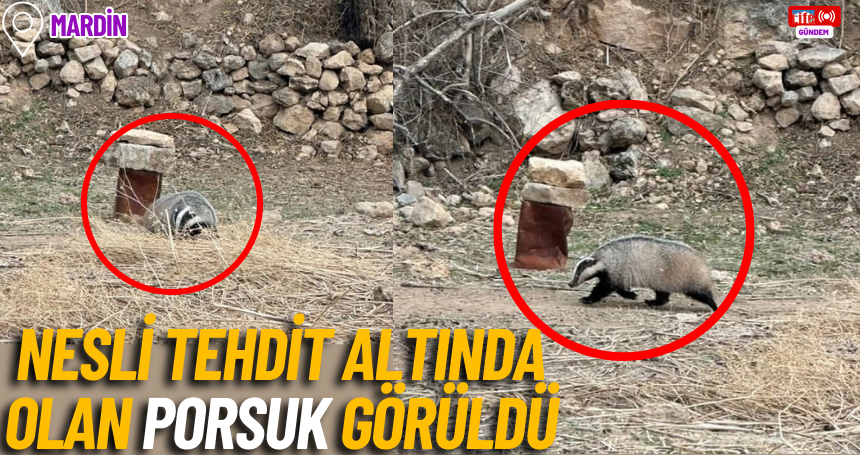 Mardin’de nesli tehdit altında olan porsuk görüldü